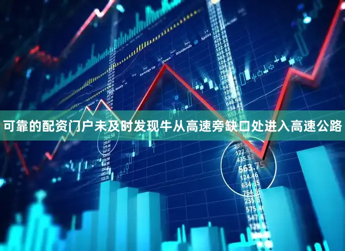 可靠的配资门户未及时发现牛从高速旁缺口处进入高速公路